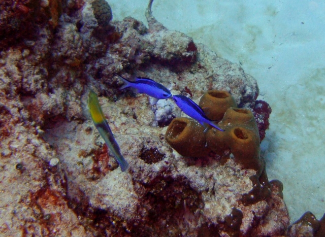 Peces de coloternera